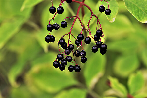 How To Safely Find Elderberry