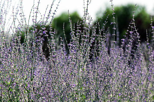 Lavender Used As A Bug Spray